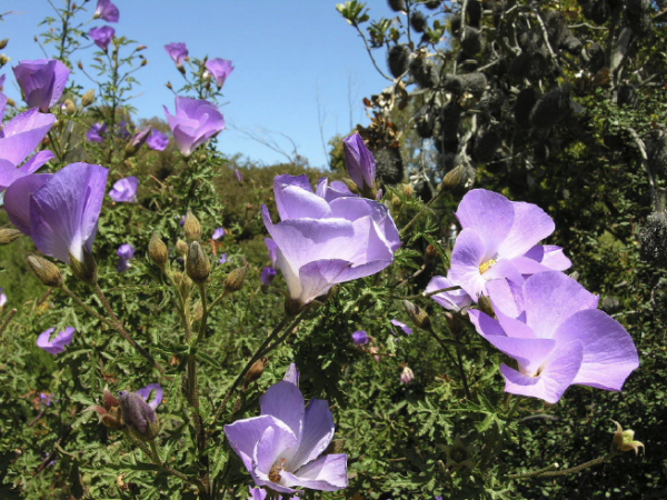 Blue Hibiscus